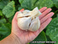 🧄 PRESALE – Vietnamese Purple & Elephant Garlic | Ships September 2026 | Grow Your Own Gourmet Garlic