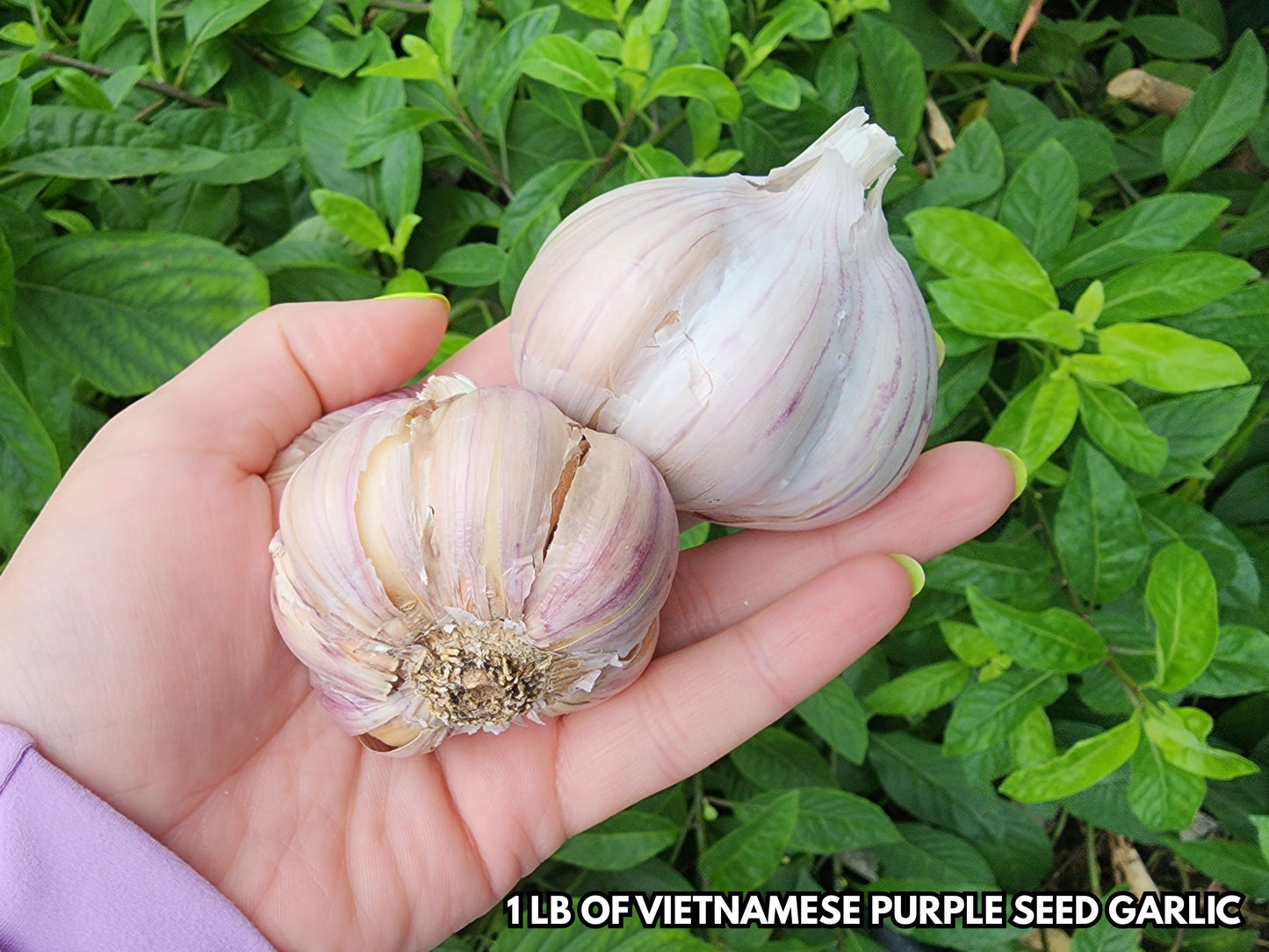 🧄 PRESALE – Vietnamese Purple & Elephant Garlic | Ships September 2026 | Grow Your Own Gourmet Garlic