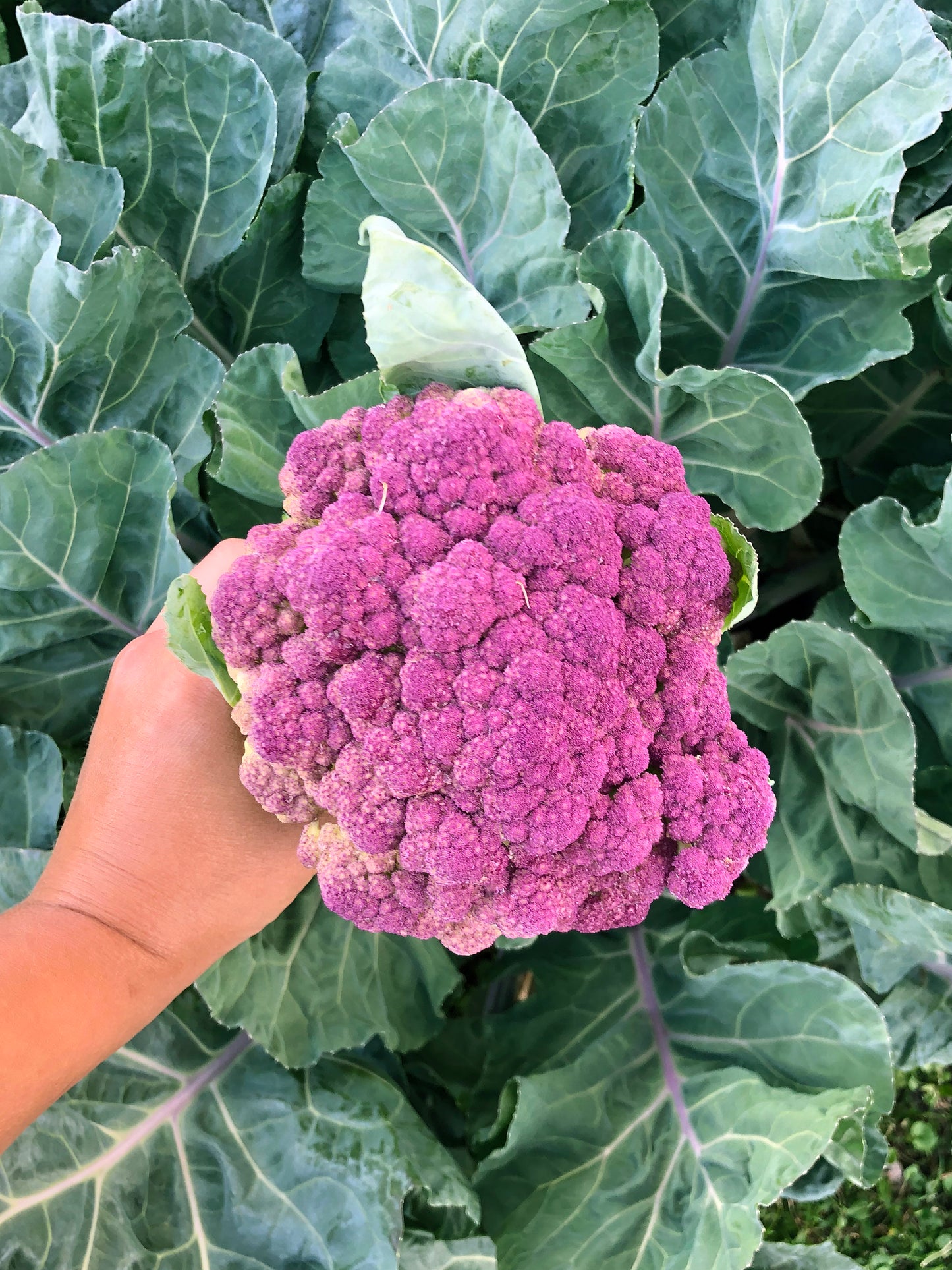 Violetta Italia Purple Cauliflower Seeds