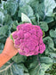 Violetta Italia Purple Cauliflower Seeds
