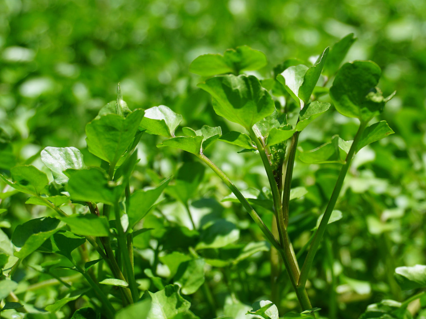 Watercress Leafy Greens Seeds