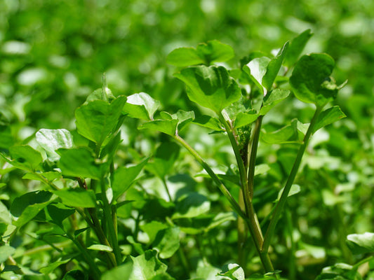 Watercress Leafy Greens Seeds
