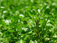 Watercress Leafy Greens Seeds
