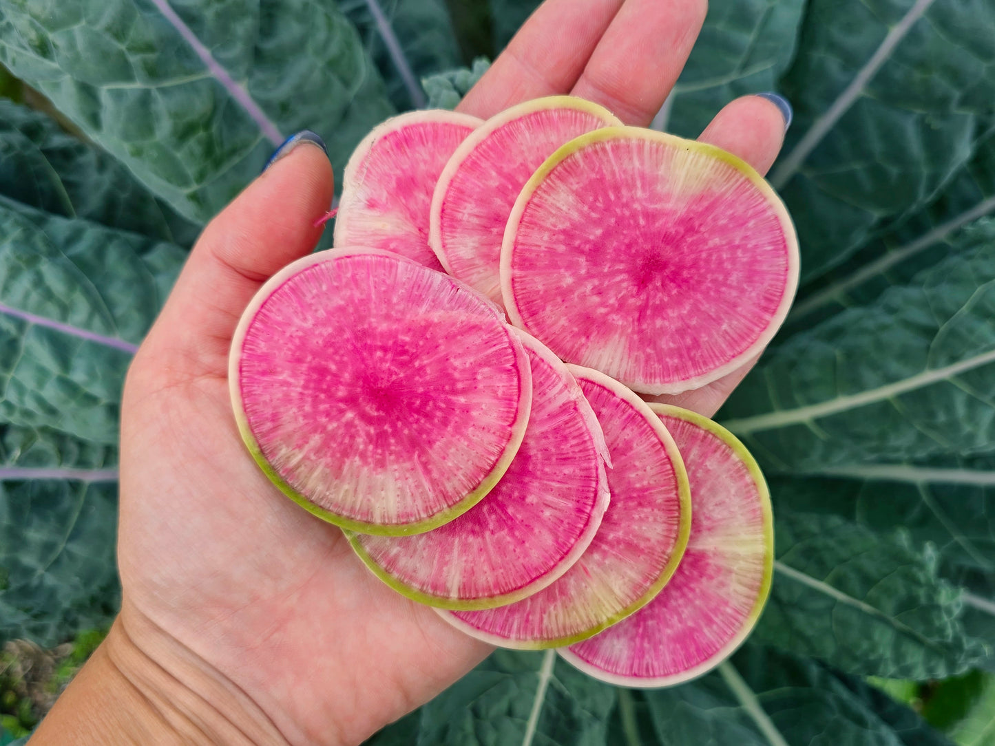 Watermelon Radish Seeds
