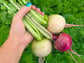 Watermelon Radish Seeds