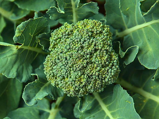 Green Sprouting Calabrese Broccoli Seeds