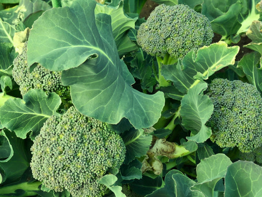 Green Sprouting Calabrese Broccoli Seeds