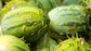 West Indian Burr Gherkin Cucumber Seeds