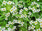 Beneficial Insect Garden Seed Collection Gift Set