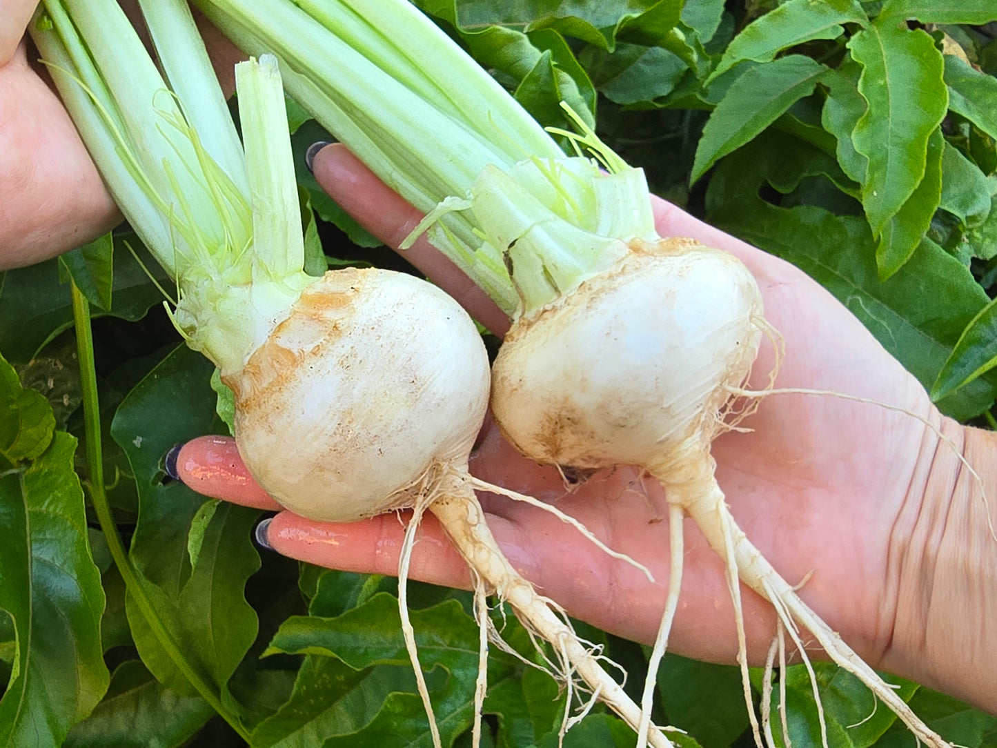 White Egg Turnip Seeds
