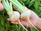 White Egg Turnip Seeds
