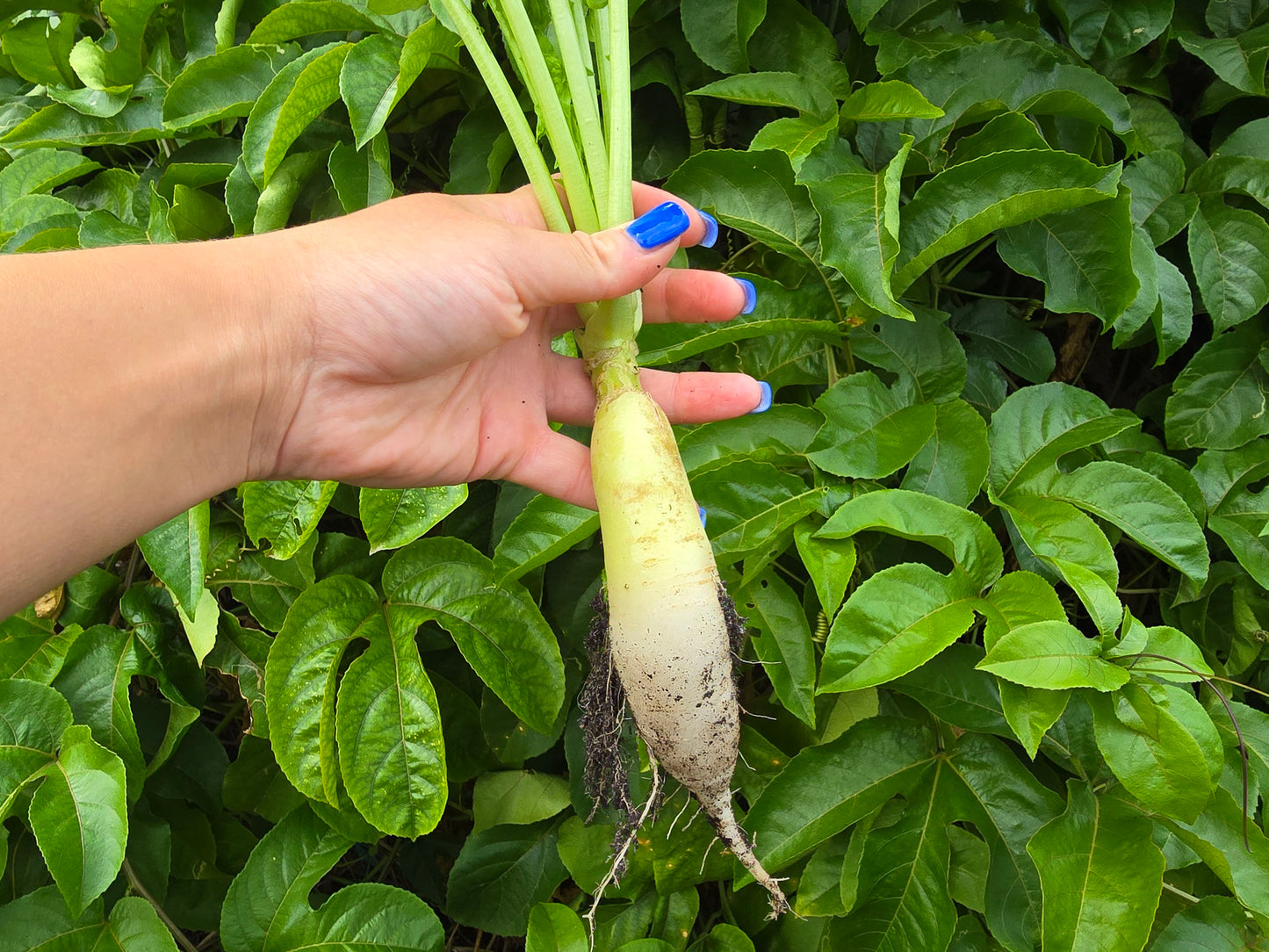 White Icicle Radish Seeds