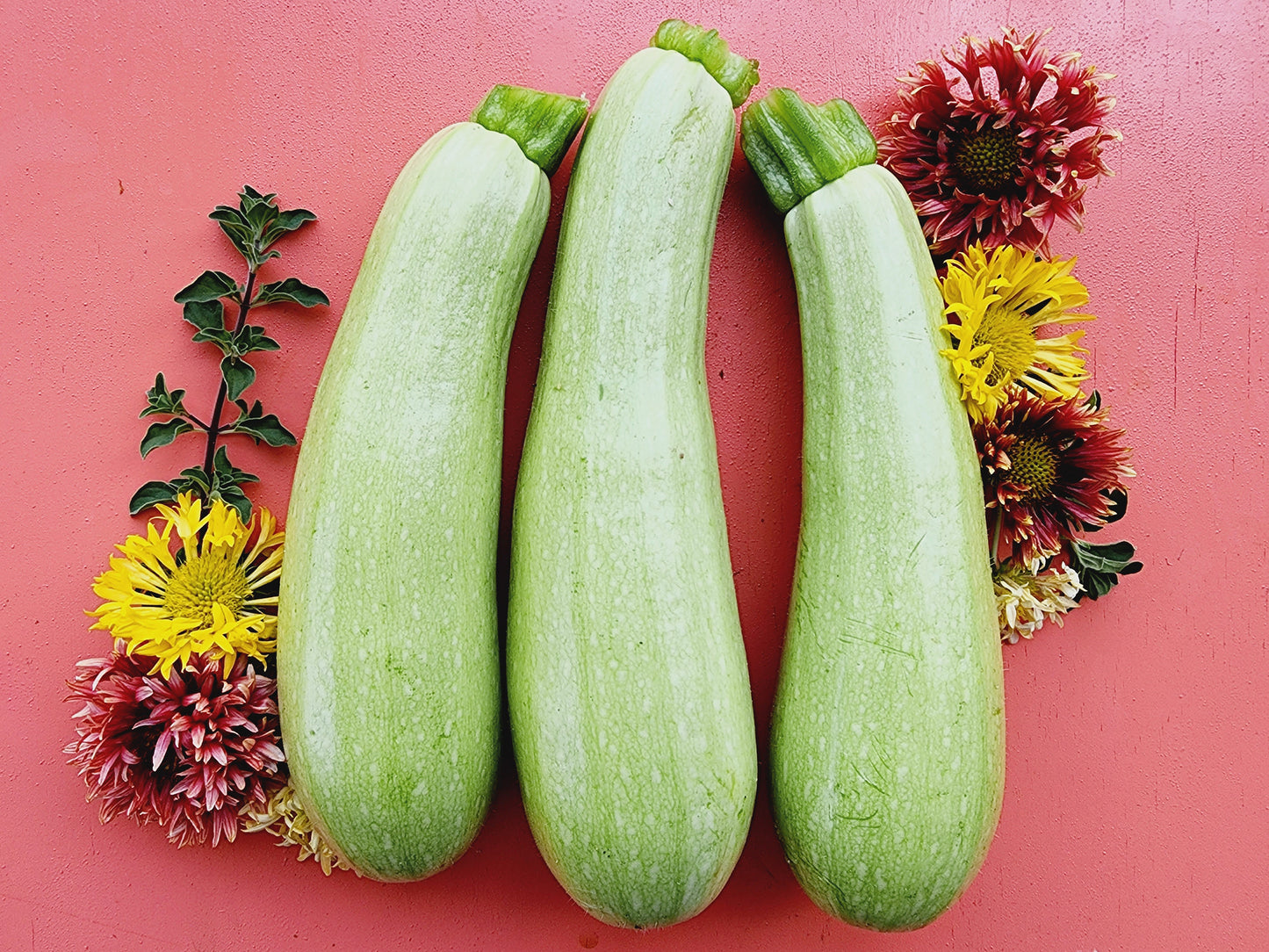 White Lebanese Hybrid Zucchini Seeds