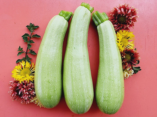 White Lebanese Hybrid Zucchini Seeds