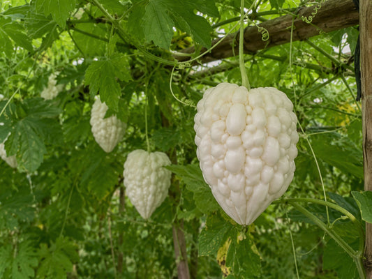 White Apple Hybrid Bitter Melon Gourd Ku Gua Vegetable Seeds