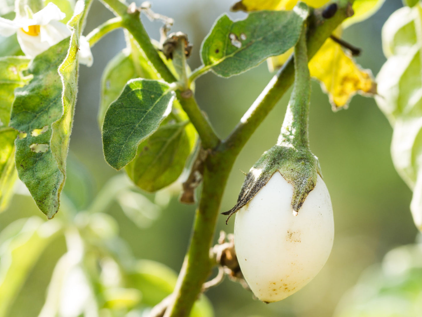 White Egg Japanese Eggplant Seeds