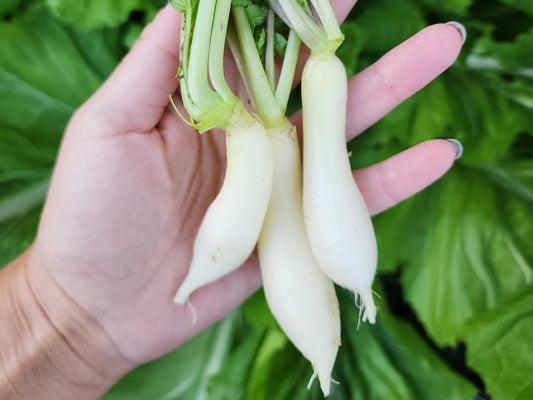 White Icicle Radish Seeds