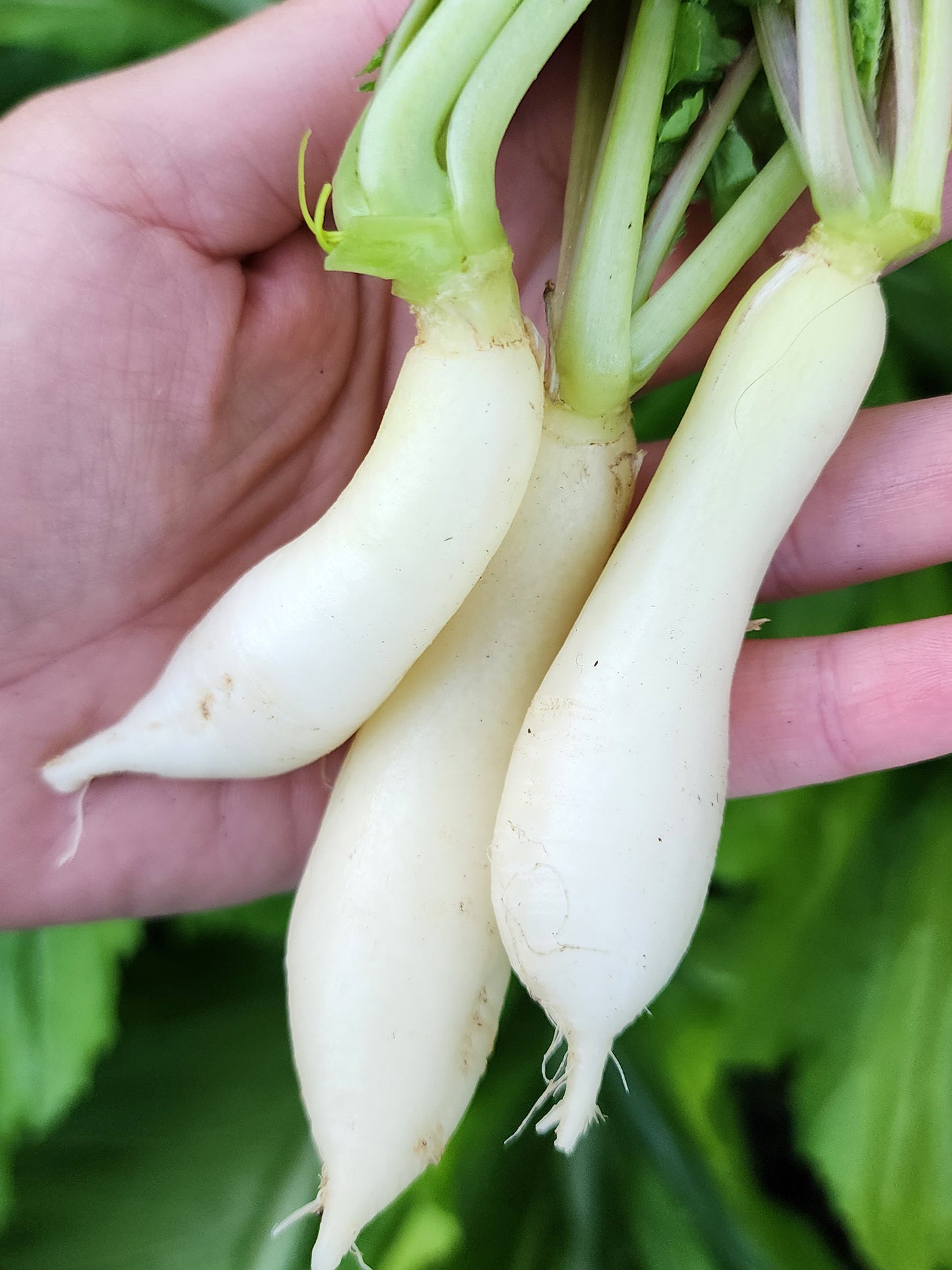White Icicle Radish Seeds
