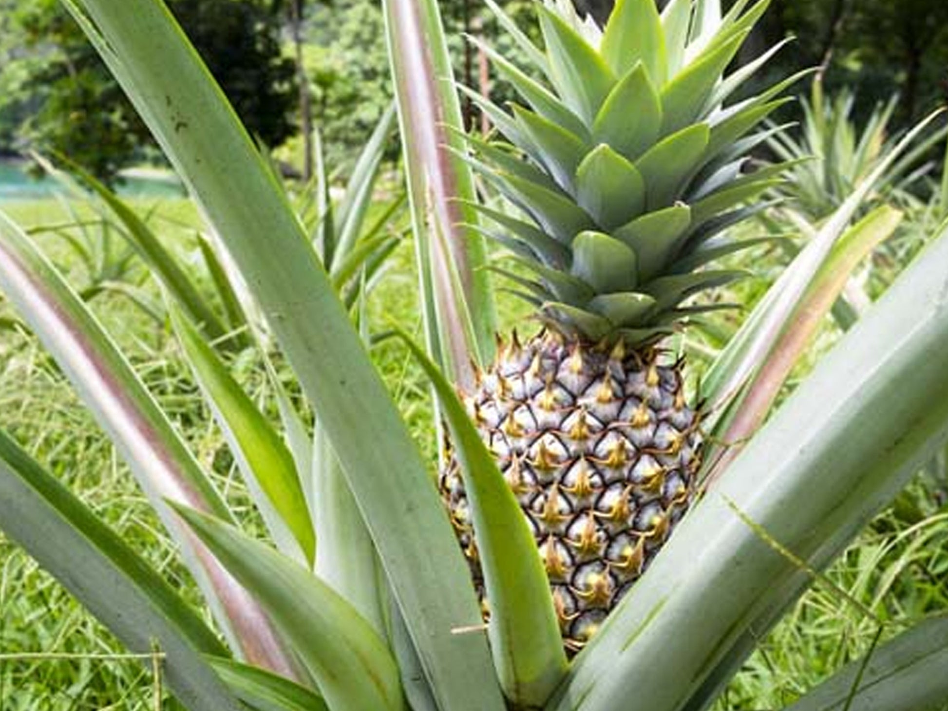 food for pineapple plant White Jade Pineapple – Thornless, Sweet LIVE Plant – Jerra's Garden