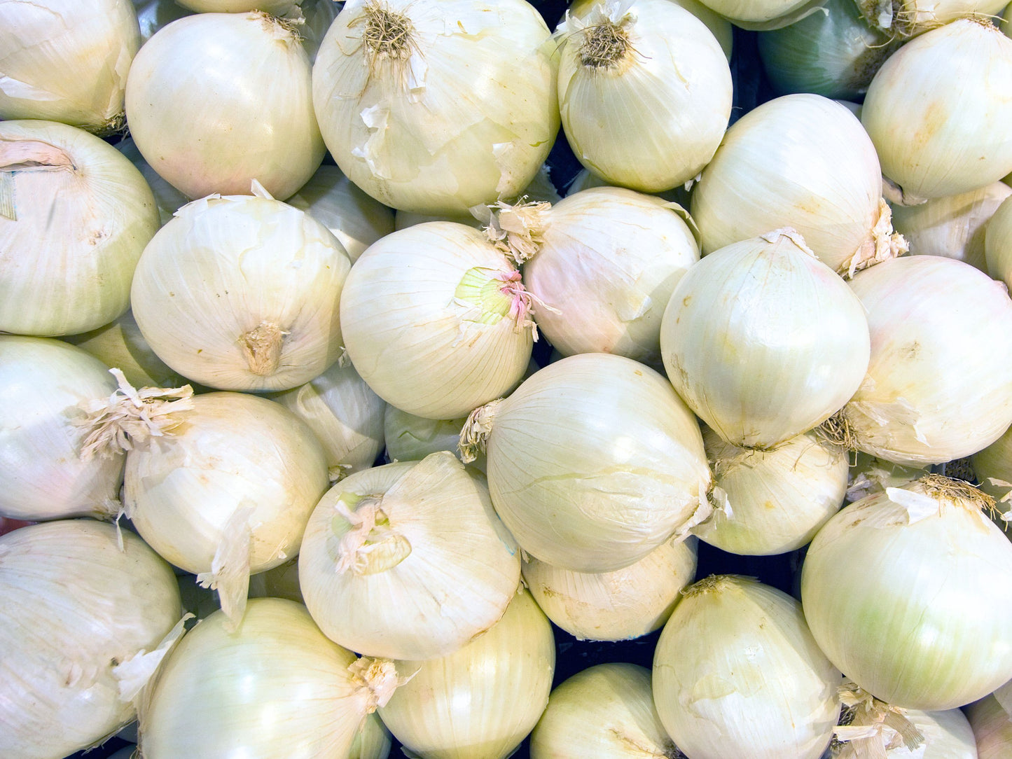 White Sweet Spanish Long Day Onion Seeds