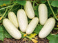 White Wonder Cucumber Seeds