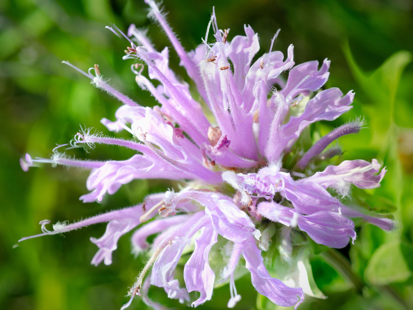 Wild Bergamot Flower Seeds