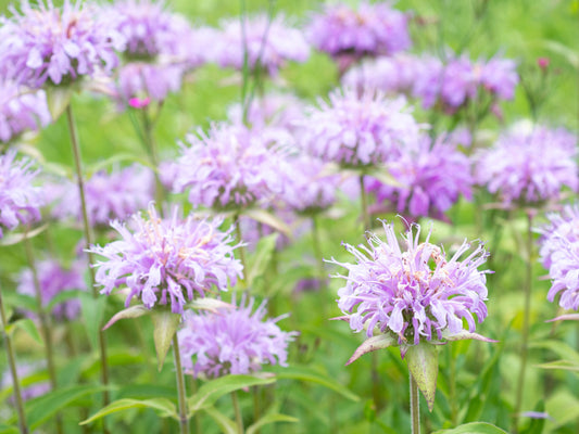 Wild Bergamot Flower Seeds