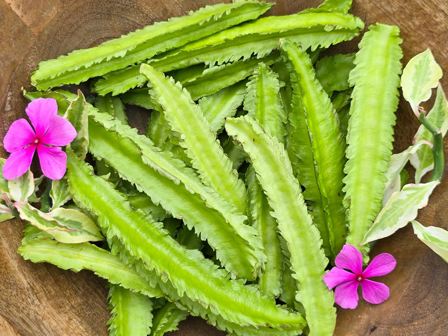 Winged Bean Seeds (Dragon Bean) – Protein-Rich Vining Bean – Jerra's Garden