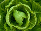 Winter Density Romaine Lettuce Seeds