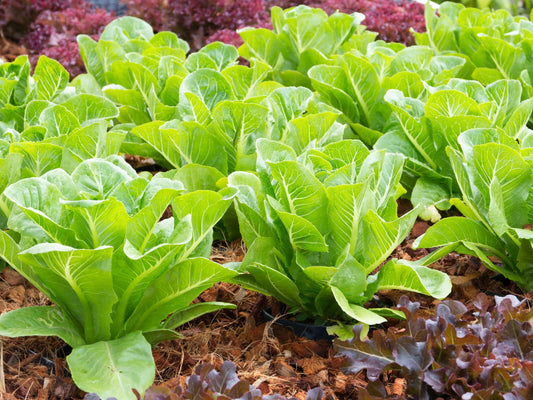 Winter Density Romaine Lettuce Seeds