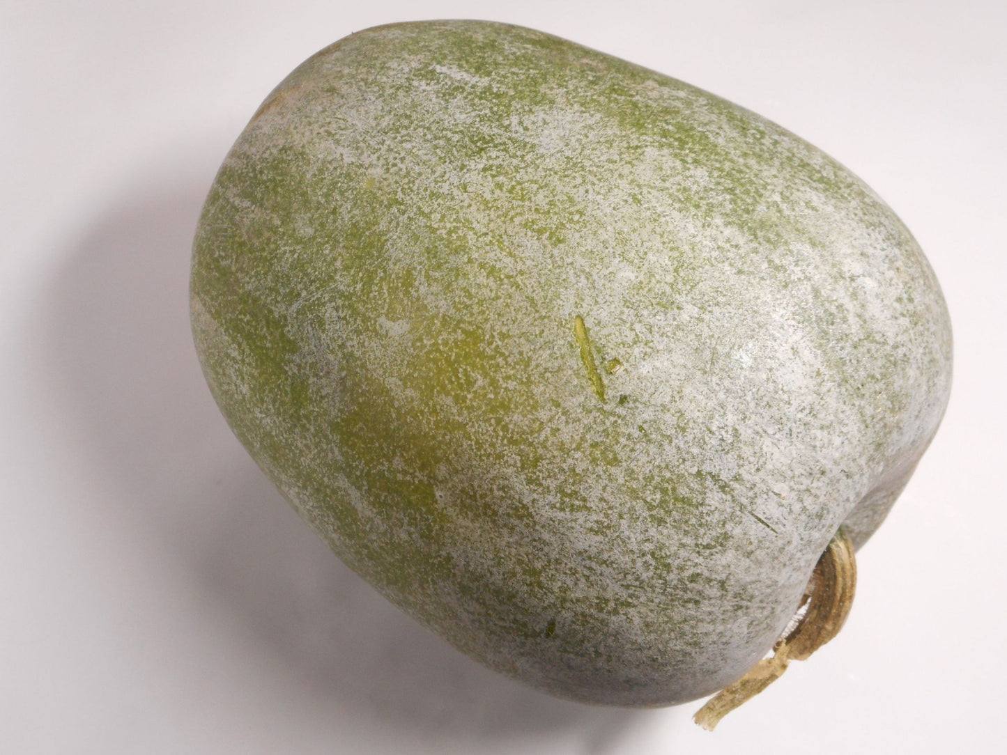 Giant Winter Melon / Wax Gourd / Tong Gua Seeds