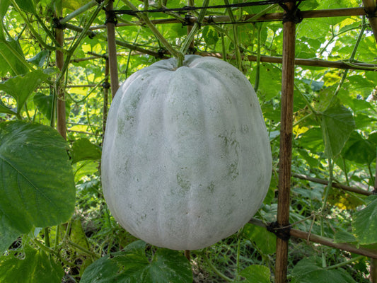 Giant Winter Melon / Wax Gourd / Tong Gua Seeds