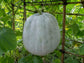 Giant Winter Melon / Wax Gourd / Tong Gua Seeds