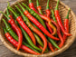Witch Stick Hybrid Japanese Hot Pepper Seeds
