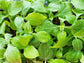 Yacon aka Earth Apple aka Pear of the Earth Root Crop LIVE Plant