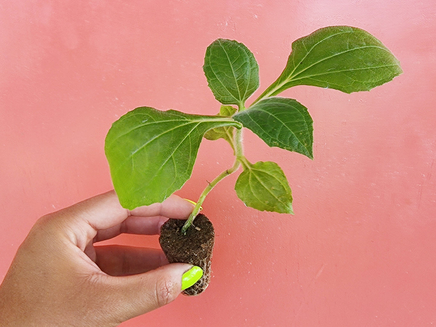 Yacon aka Earth Apple aka Pear of the Earth Root Crop LIVE Plant