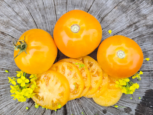 Yellow Genovese Rare Tomato Seeds