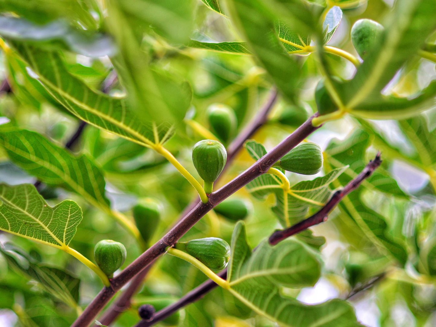Yellow Long Neck Fig Self Fertile LIVE Fruit Tree Plant