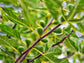 Yellow Long Neck Fig Self Fertile LIVE Fruit Tree Plant