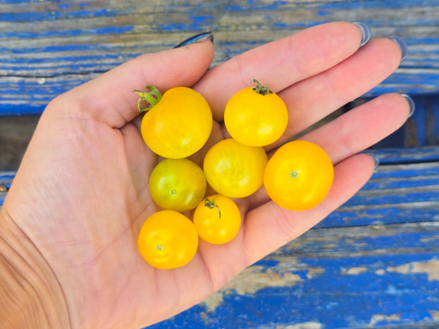 Yellow Canary Micro Dwarf Tomato Seeds