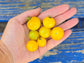 Yellow Canary Micro Dwarf Tomato Seeds