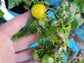 Yellow Canary Micro Dwarf Tomato Seeds