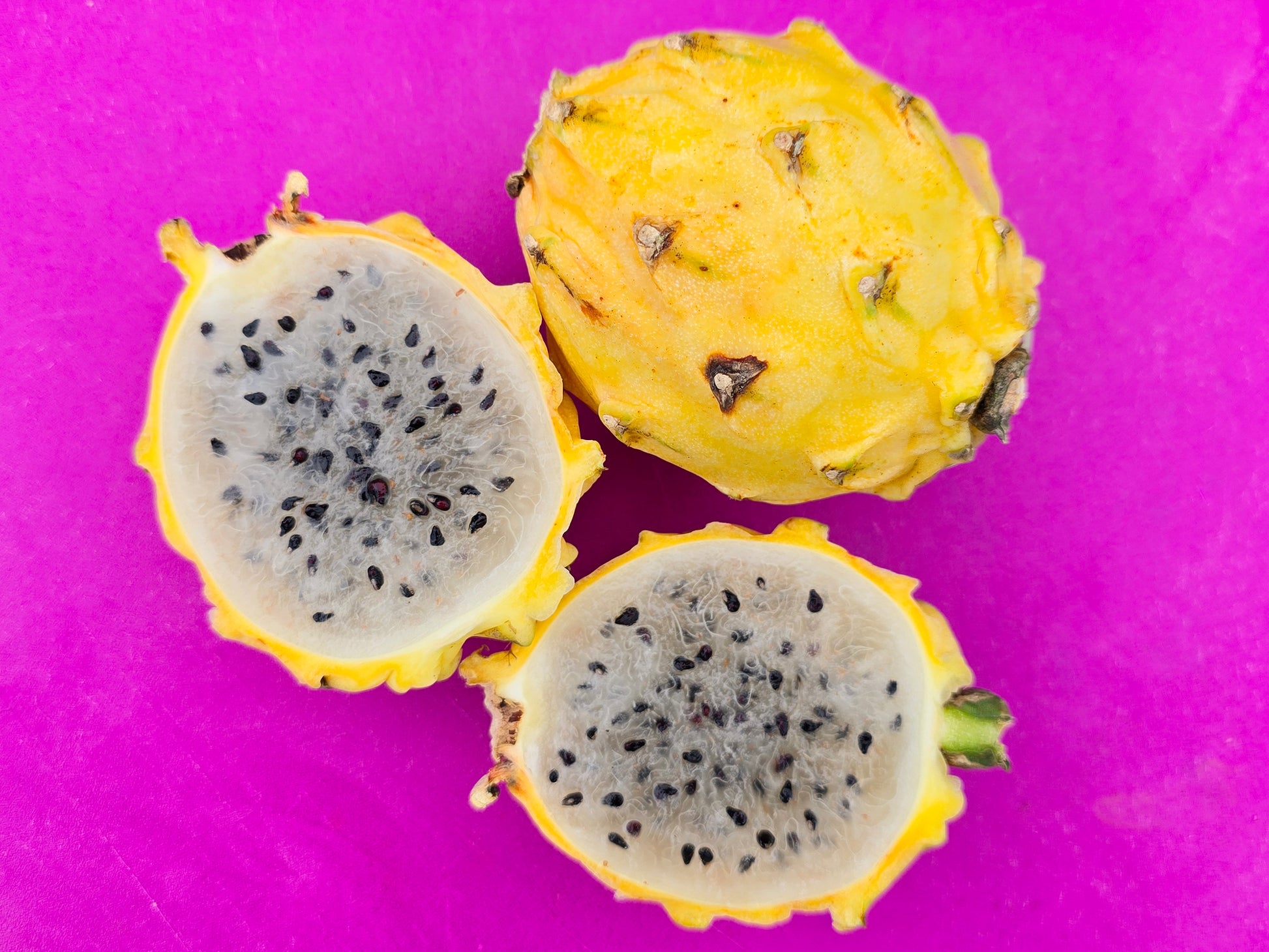 dragon fruit seed plant malaysia Yellow Dragon Self Fertile Dragon Fruit LIVE PLANT