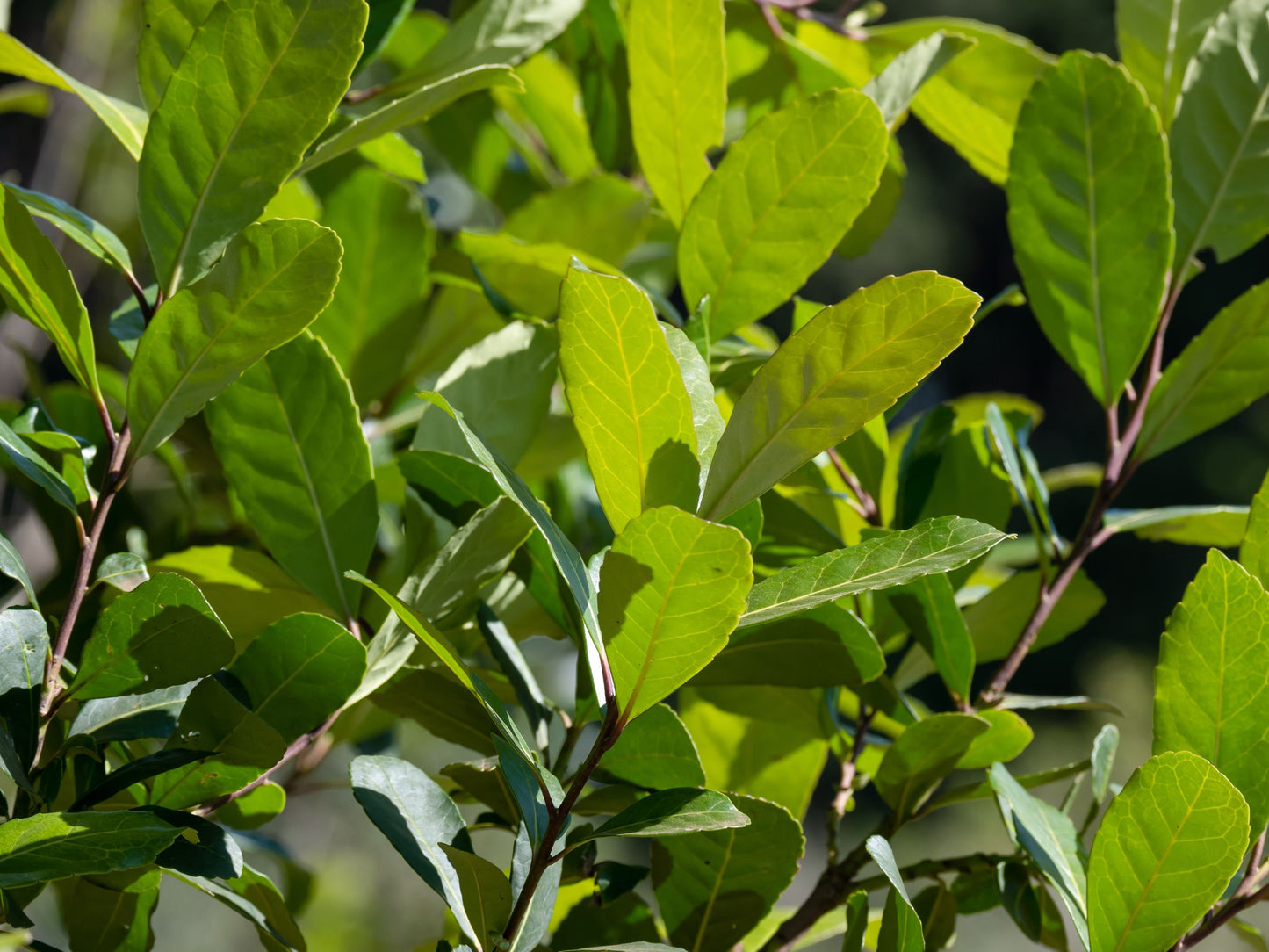Yerba Mate LIVE Starter Plant