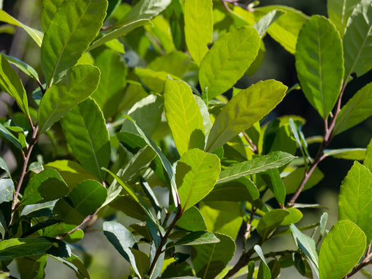 Yerba Mate LIVE Starter Plant
