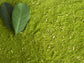 Yerba Mate LIVE Starter Plant