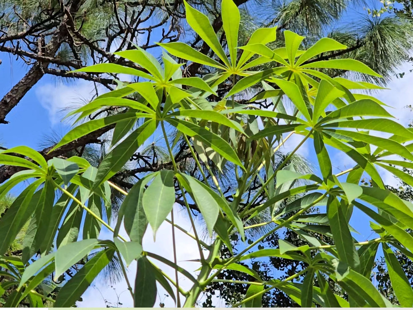 Yuca aka Cassava Plant Cuttings