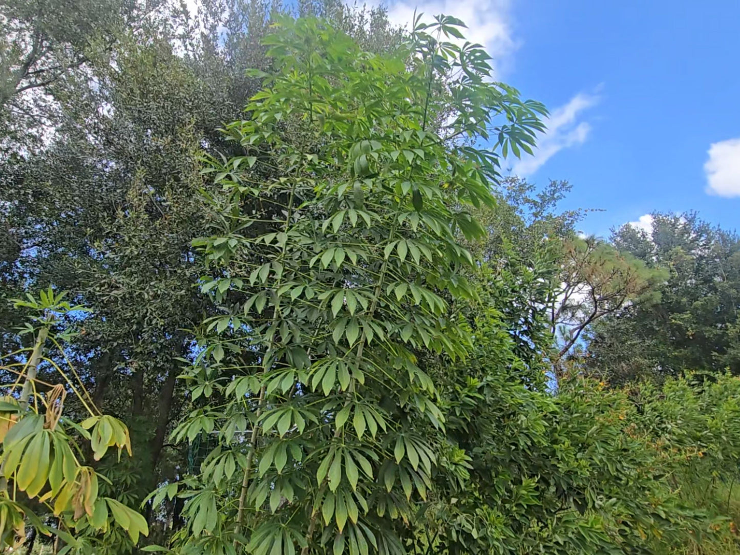 Yuca aka Cassava Plant Cuttings