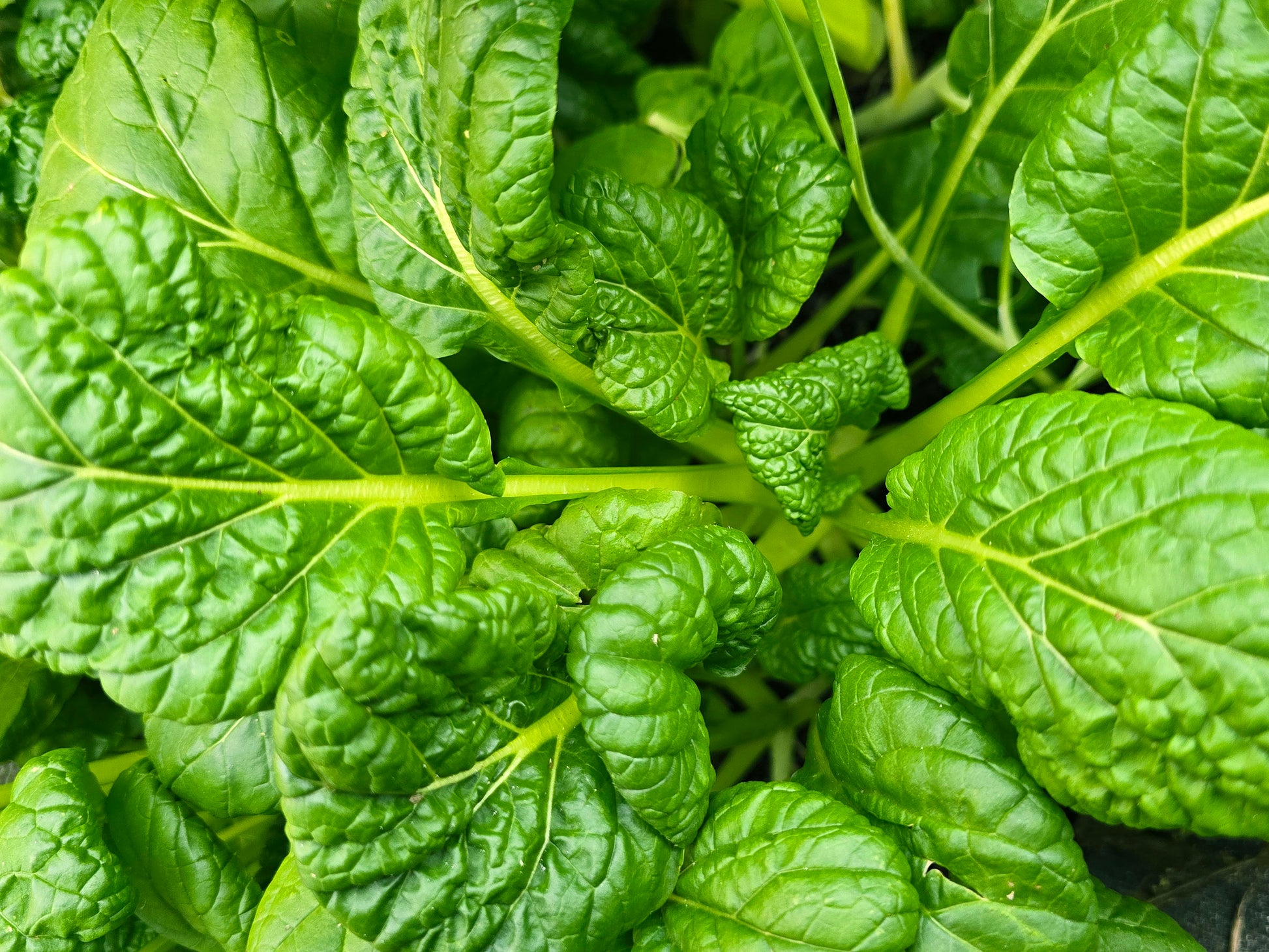 asian garden seeds Yukina Savoy Seeds – Nutritious Asian Green for Stir-Fries – Jerra's Garden