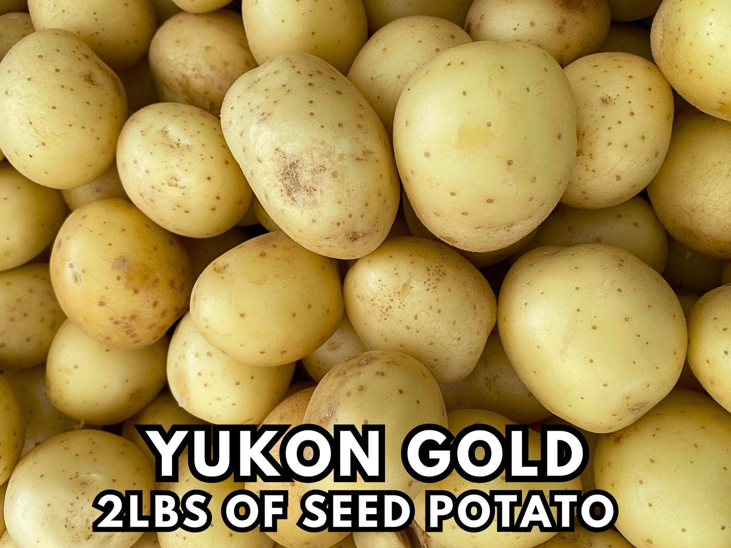 Yukon Gold Seed Potatoes for Planting